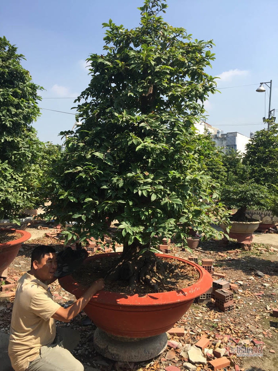 Cây mai 900 triệu đồng của ông chủ ở Sài Gòn - 2