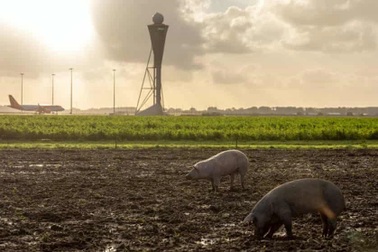 Sân bay Hà Lan tuyển dụng lợn để bảo vệ máy bay