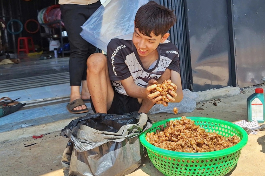 Thương lái treo giá mua xác ve sầu gần 2 triệu đồng/kg, dân đổ xô đi tìm - 2 Thương lái treo giá mua xác ve sầu gần 2 triệu đồng/kg, dân đổ xô đi tìm - 2