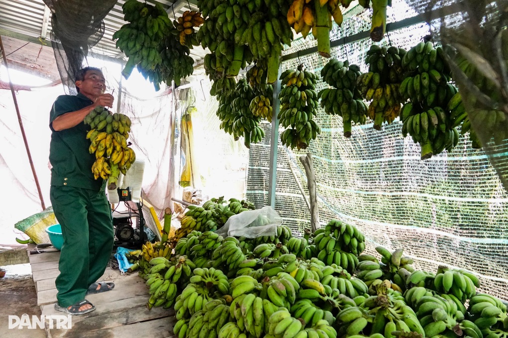 Cựu chiến binh kiếm 200 triệu đồng/năm nhờ nuôi con ngủ ngày, mê trái cây - 3