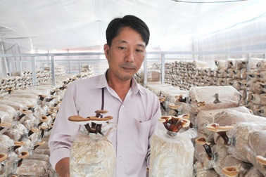 Độc đáo kiểng nấm linh chi ở miền Tây