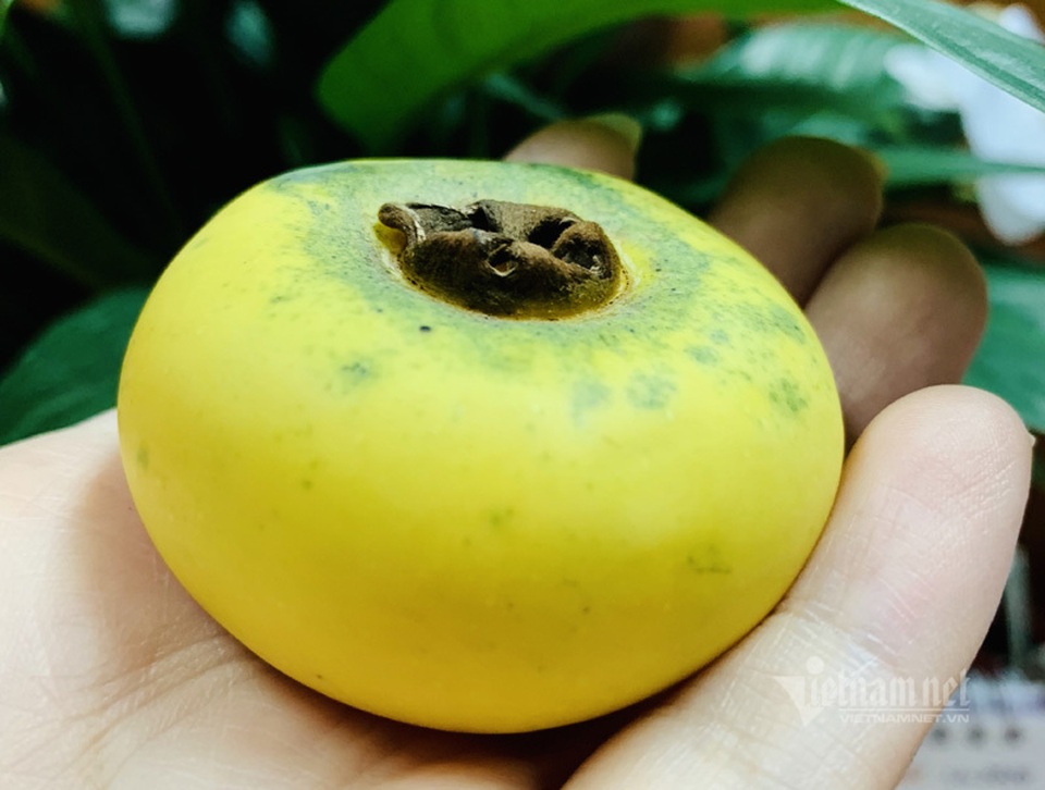 Người Hà thành lùng mua quả thị thơm: Ngày bán 6 tạ, kiếm lãi tiền triệu - 1 Người Hà thành lùng mua quả thị thơm: Ngày bán 6 tạ, kiếm lãi tiền triệu - 1