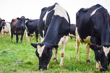 Vài lưu ý khi cho trẻ dùng sữa tươi