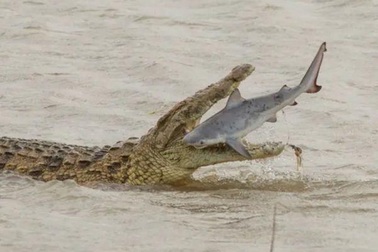 Cực hiếm cảnh cá sấu khổng lồ "xơi tái" cá mập