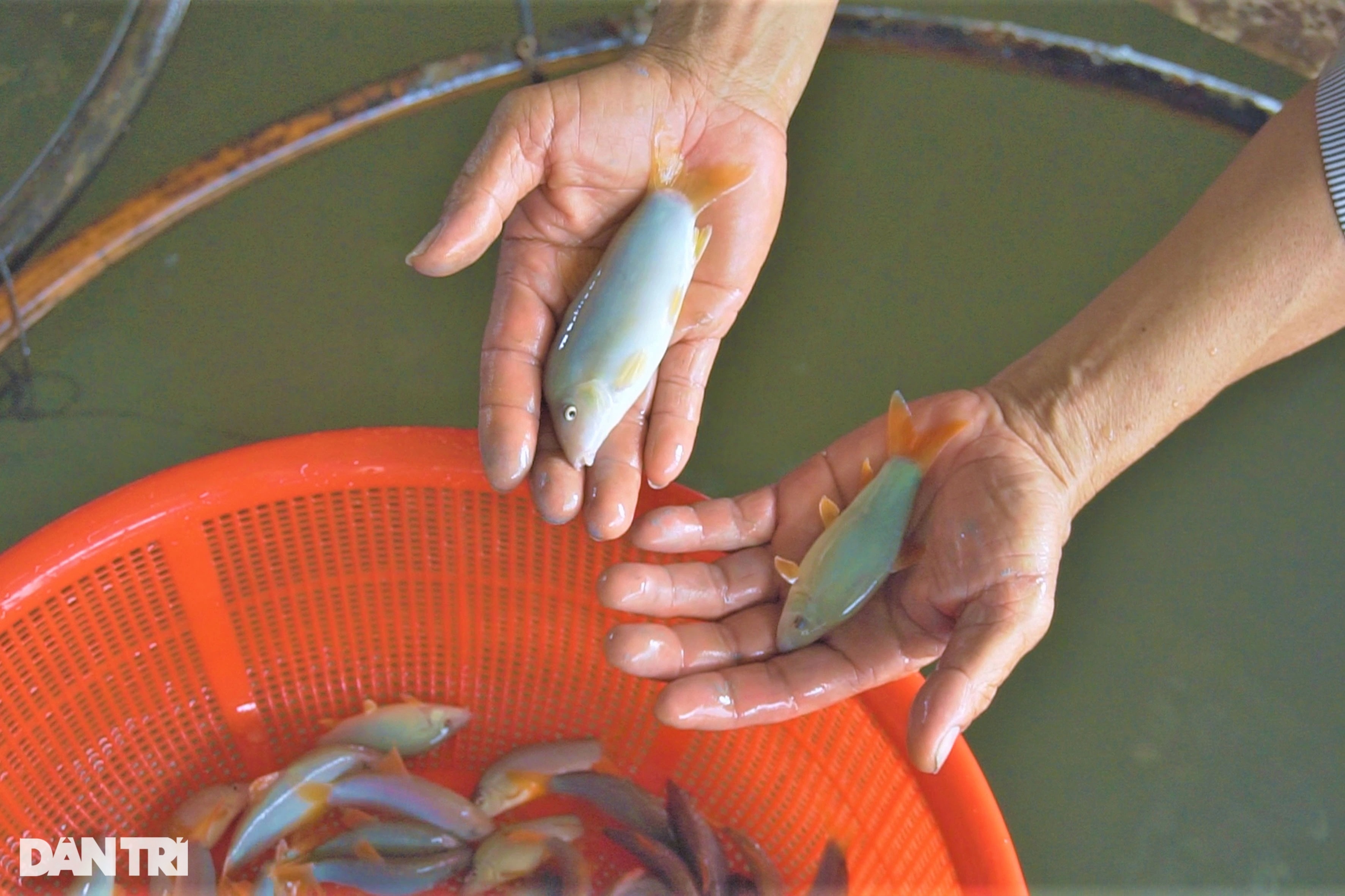 Lãi cao, sống khỏe nhờ nuôi loại cá heo chỉ nhỏ bằng 3 ngón tay - 1 Lãi cao, sống khỏe nhờ nuôi loại cá heo chỉ nhỏ bằng 3 ngón tay - 1