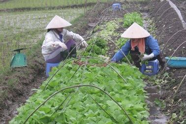 “Ma trận” rau an toàn