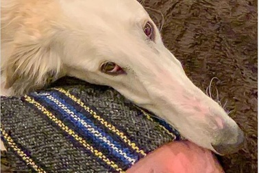 Chú chó đáng yêu có mõm siêu dài thu hút cư dân mạng