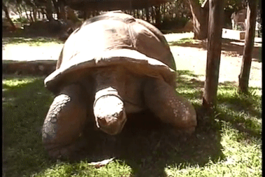 "Cụ rùa" 300 tuổi biết dự báo thời tiết