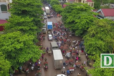 Nông dân Bắc Giang tất bật vào vụ thu hoạch vải