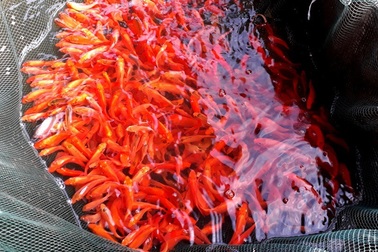 Làng nghề nuôi “cá ông Táo” nhộn nhịp xuất hàng