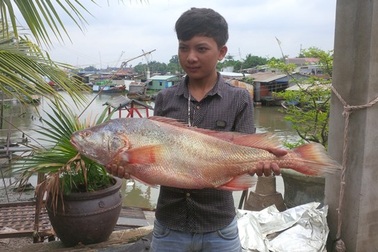 Ngư dân Đồng Nai bắt được cá lạ, nghi là cá sủ vàng
