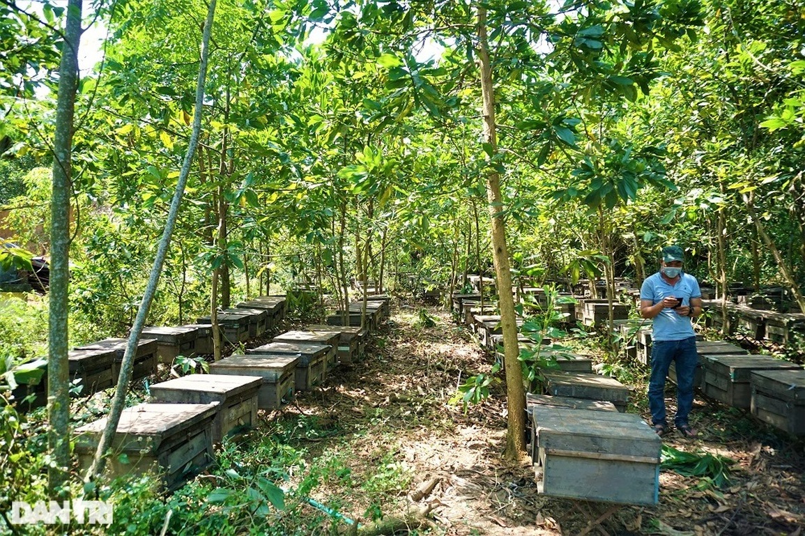 Kiếm bộn tiền từ... tình yêu với loài vo ve - 2 Kiếm bộn tiền từ... tình yêu với loài vo ve - 2