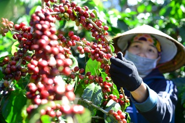 Cà phê tăng giá, hành động của nông dân khiến doanh nghiệp "đau đầu"