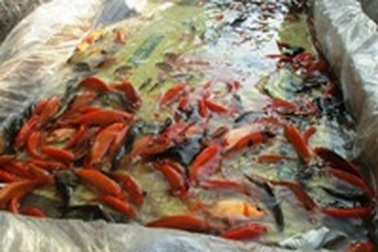 Làng chép vàng "chạy nước rút" trước giờ ông Táo chầu trời 