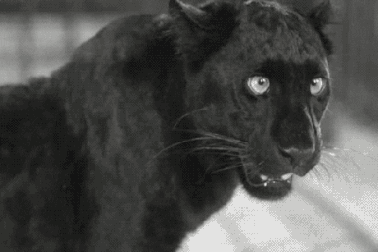 Cố ý vượt rào chụp hình “tự sướng” với báo đốm, cô gái bị mất cánh tay