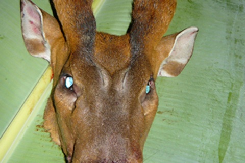 Xót xa nhìn thú rừng quý hiếm bị “hành quyết”