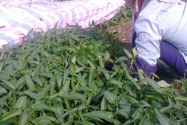 Hãi hùng rau muống để tủ lạnh vẫn dài ra cả gang tay