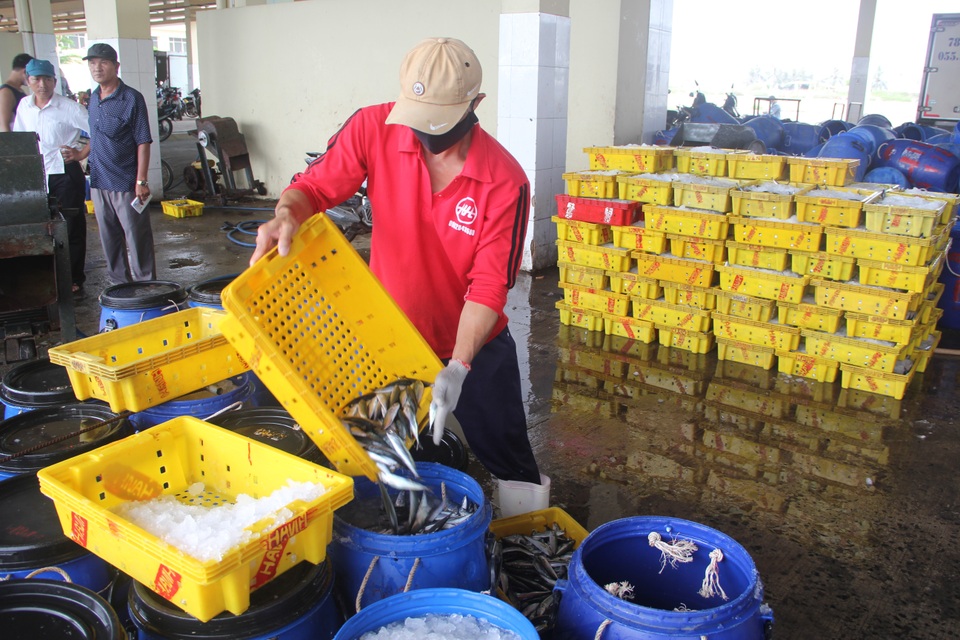 Phú Yên: Cá nục “tươi rói” cập cảng đem lại thu nhập cao cho ngư dân - 7