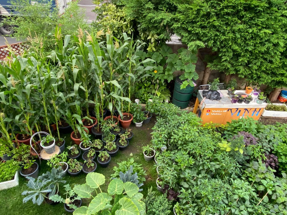 Những khu vườn sum suê rau, trái của các ông bố Việt ở trời Tây - 8 Những khu vườn sum suê rau, trái của các ông bố Việt ở trời Tây - 8