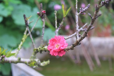 Chiêm ngưỡng đào Thất Thốn giá trăm triệu đồng, nhiều tuổi hơn chủ cây