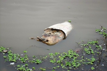 Lợn bị lở mồm long móng, cán bộ nói do... cắn nhau (!)