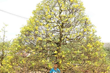 Chiêm ngưỡng những cụ mai tiền tỷ ở Vĩnh Long