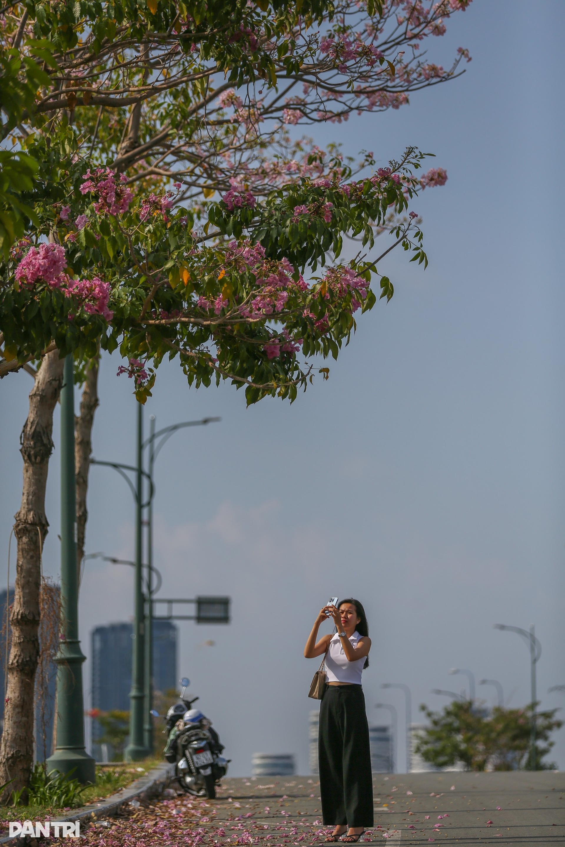 Giới trẻ háo hức chụp ảnh với hoa kèn hồng đang mùa nở rộ ở TPHCM - 10