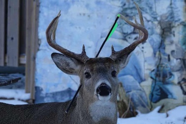 Kế hoạch giải cứu chú nai bị mũi tên bắn xuyên qua đầu trước lễ Giáng sinh