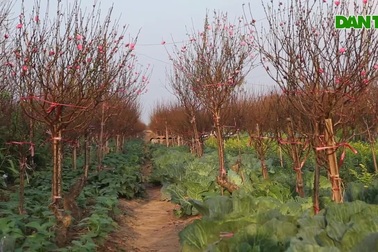 Hoa đào nở sớm khoe sắc đỏ rực ở vườn đào Nhật Tân