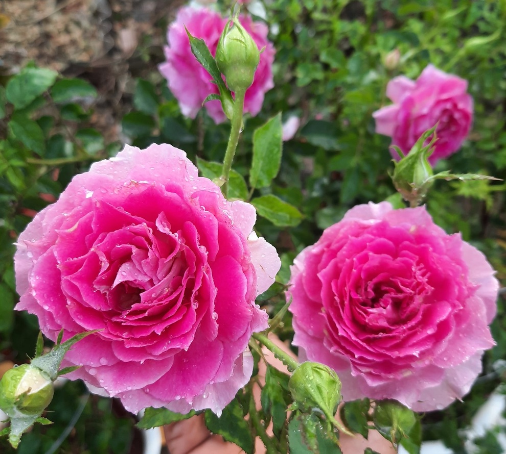 Chàng nhân viên IT nghỉ việc về trồng thanh long, chăm vườn hồng rực rỡ - 11 Chàng nhân viên IT nghỉ việc về trồng thanh long, chăm vườn hồng rực rỡ - 11