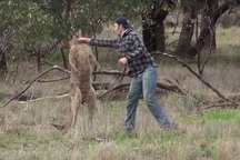 “Đấu tay đôi” với kangaroo để giải cứu chó cưng bị “bắt nạt”