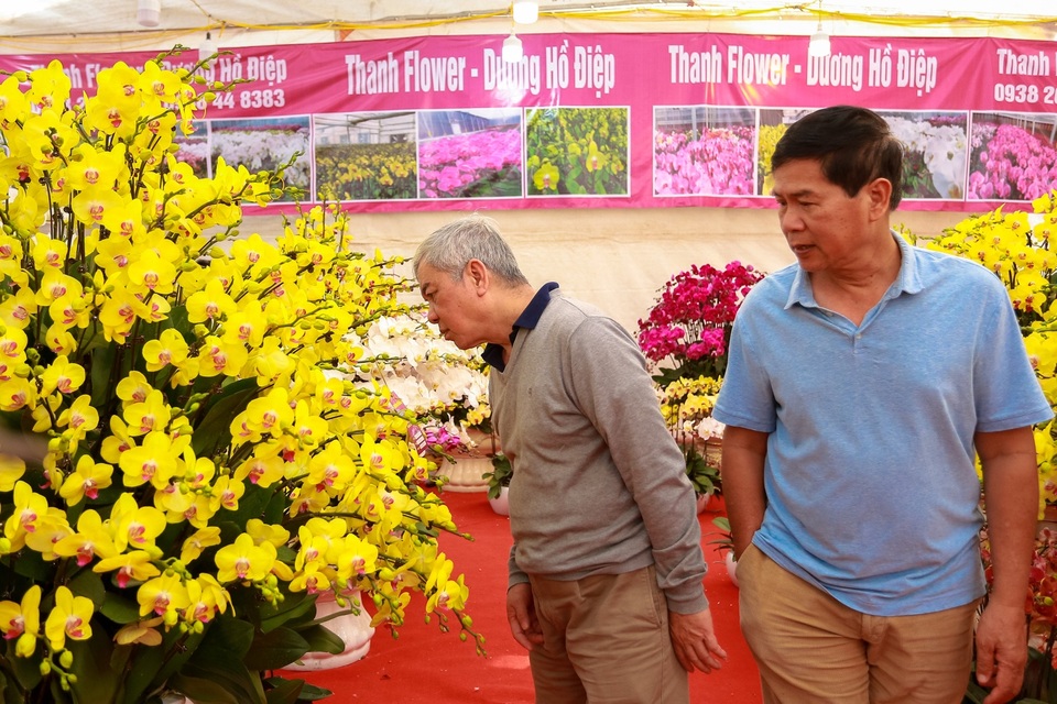 Chậu lan hồ điệp “khủng” cao hai mét, giá trăm triệu phục vụ đại gia chơi Tết Canh Tý - 11 Chậu lan hồ điệp “khủng” cao hai mét, giá trăm triệu phục vụ đại gia chơi Tết Canh Tý - 11