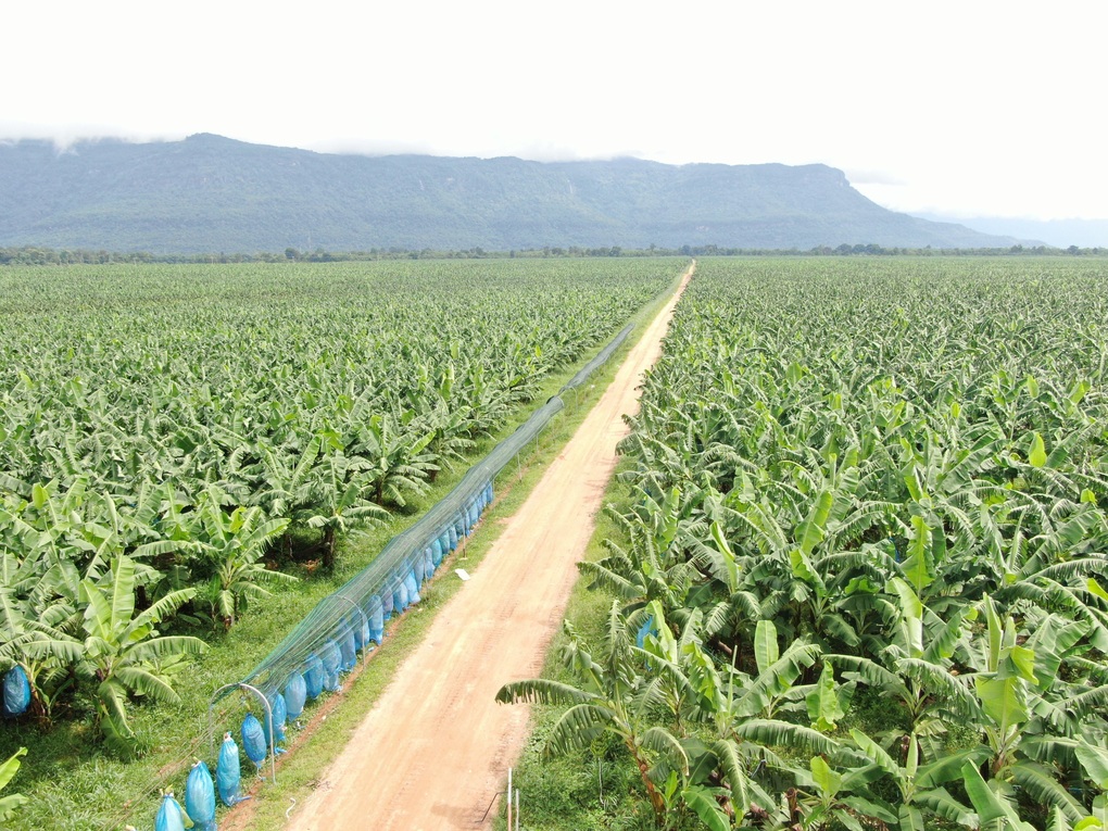 HNG đặt mục tiêu doanh thu xuất khẩu năm 2025 trên 6.000 tỷ đồng - 2 HNG đặt mục tiêu doanh thu xuất khẩu năm 2025 trên 6.000 tỷ đồng - 2