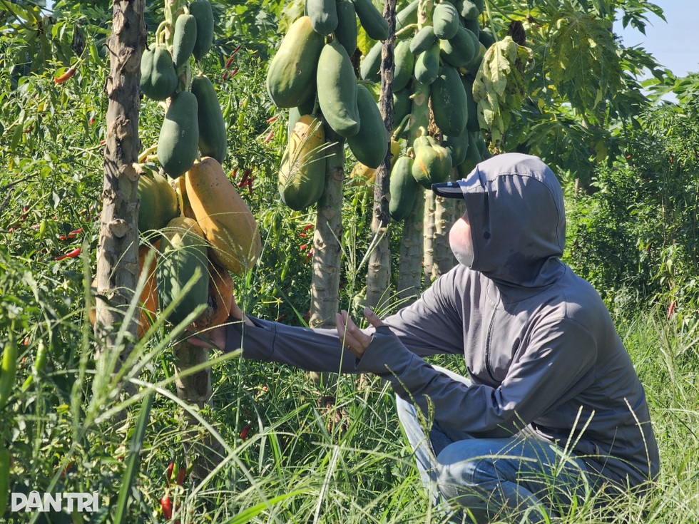 Người trồng đu đủ khóc nhìn hàng tấn quả chín rục gốc, nguy cơ bay 8 tỷ - 5
