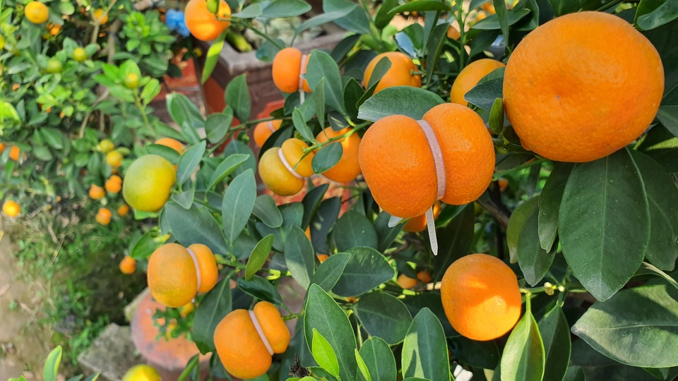 Quất hồ lô siêu “độc”, mới thử nghiệm đã bán cả nghìn cây - 6 Quất hồ lô siêu “độc”, mới thử nghiệm đã bán cả nghìn cây - 6