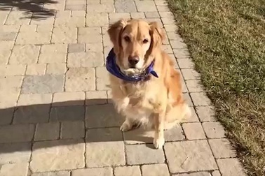 Video chú chó vụng về nhất thế giới bắt thức ăn