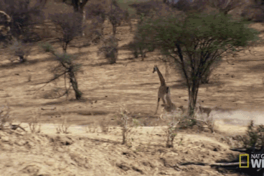 Bị sư tử đeo bám, hươu cao cổ tung cước đá văng đối thủ