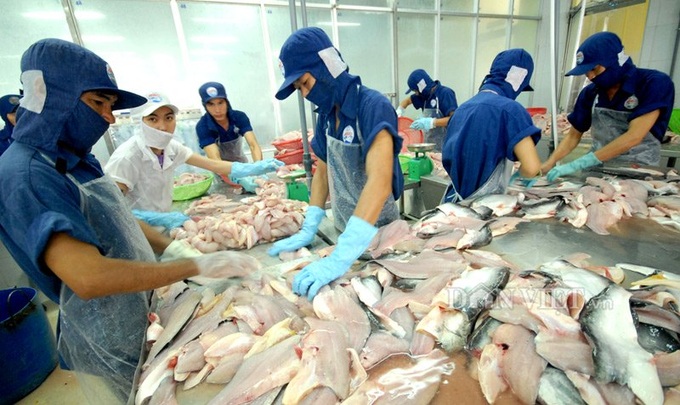 Khám Phá Thế Giới Cá Tra Bò – Loài Cá Độc Đáo 11 Khám Phá Thế Giới Cá Tra Bò – Loài Cá Độc Đáo