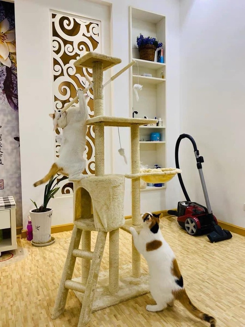 Dịch vụ đón thú cưng đi tắm, giải khuây cho chó mèo đắt hàng mùa dịch - 3 Dịch vụ đón thú cưng đi tắm, giải khuây cho chó mèo đắt hàng mùa dịch - 3