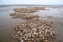 Ngao chết trắng đồng ngày giáp tết