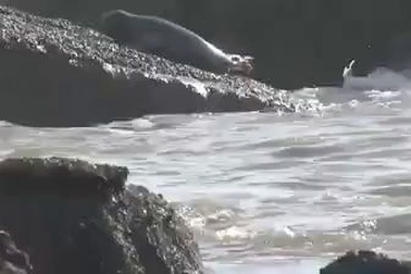 Hải cẩu xám bất ngờ xuất hiện trên biển Bình Thuận.