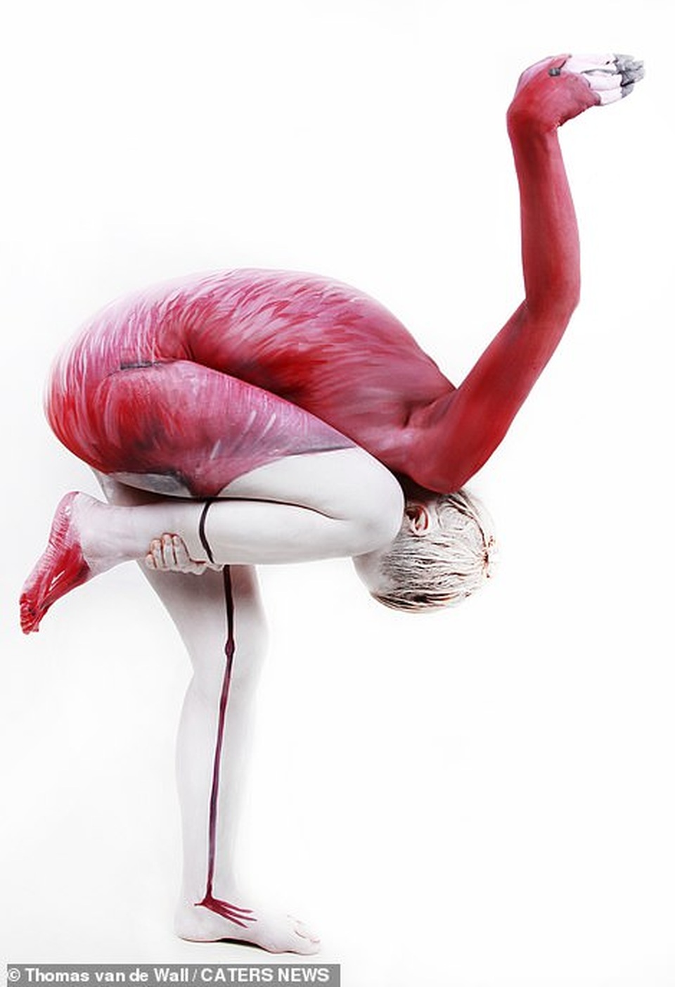 Bà bầu hóa thành bồ nông và gấu mèo qua nghệ thuật body-painting - 7 Bà bầu hóa thành bồ nông và gấu mèo qua nghệ thuật body-painting - 7