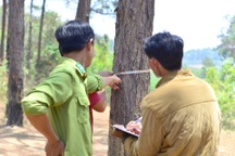 Lâm Đồng yêu cầu công an điều tra vụ phá rừng thông ở Bảo Lâm