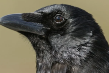 Loài quạ có khả năng suy nghĩ có ý thức