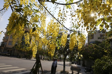 Muồng hoàng yến nở vàng rực đường phố Hà Nội