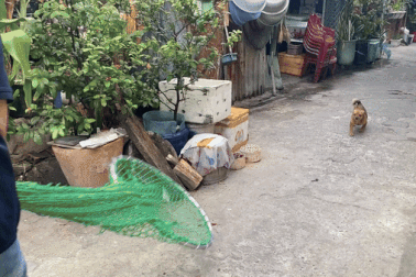 Người dân ở TPHCM phấn khởi khi mỗi tuần có 20 con chó chạy rông bị bắt