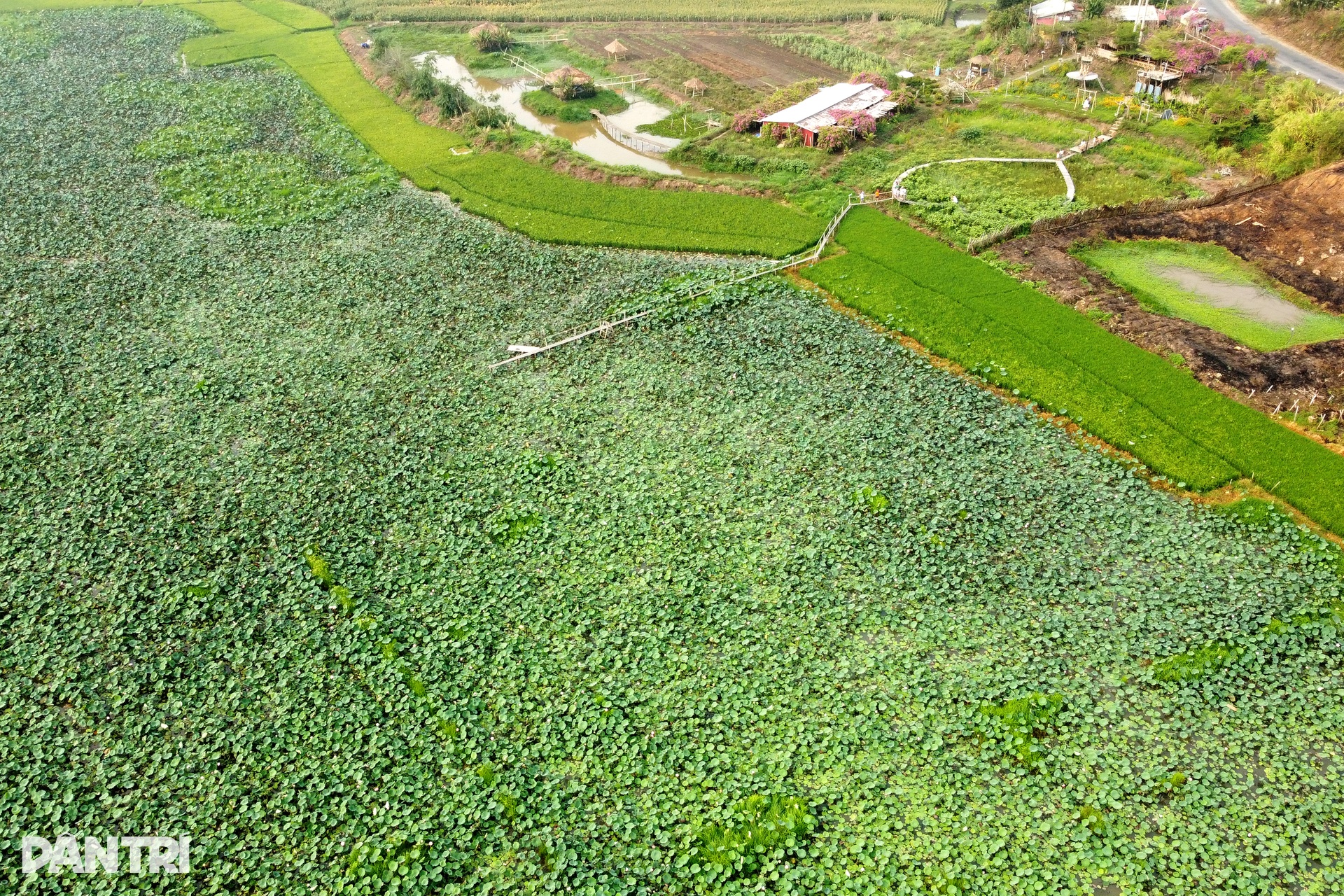 Sen nở kín trên đầm nước được hình thành từ khoảng 300.000 năm trước - 2