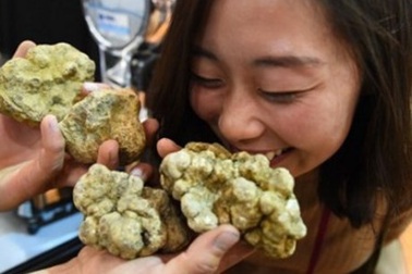 Săn "kim cương của nhà bếp" - hình thức du lịch độc đáo ở Italy