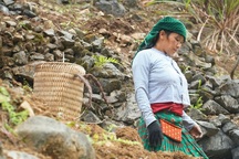 Ngày 8/3 của những người phụ nữ dân tộc H'Mông