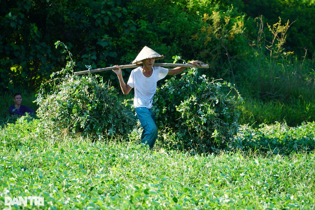 Trồng loại cây cỏ quý, nông dân lãi gấp 4 lần làm lúa - 7 Trồng loại cây cỏ quý, nông dân lãi gấp 4 lần làm lúa - 7